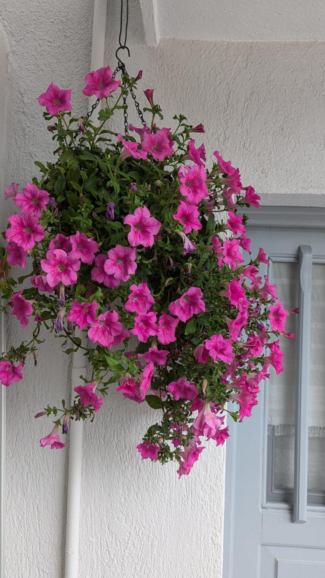 The Botanist Guesthouse Skopelos Town Exterior foto