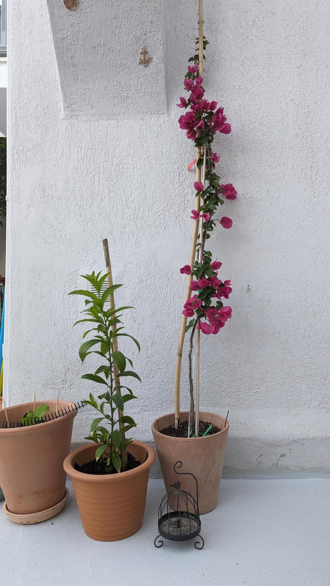 The Botanist Guesthouse Skopelos Town Exterior foto