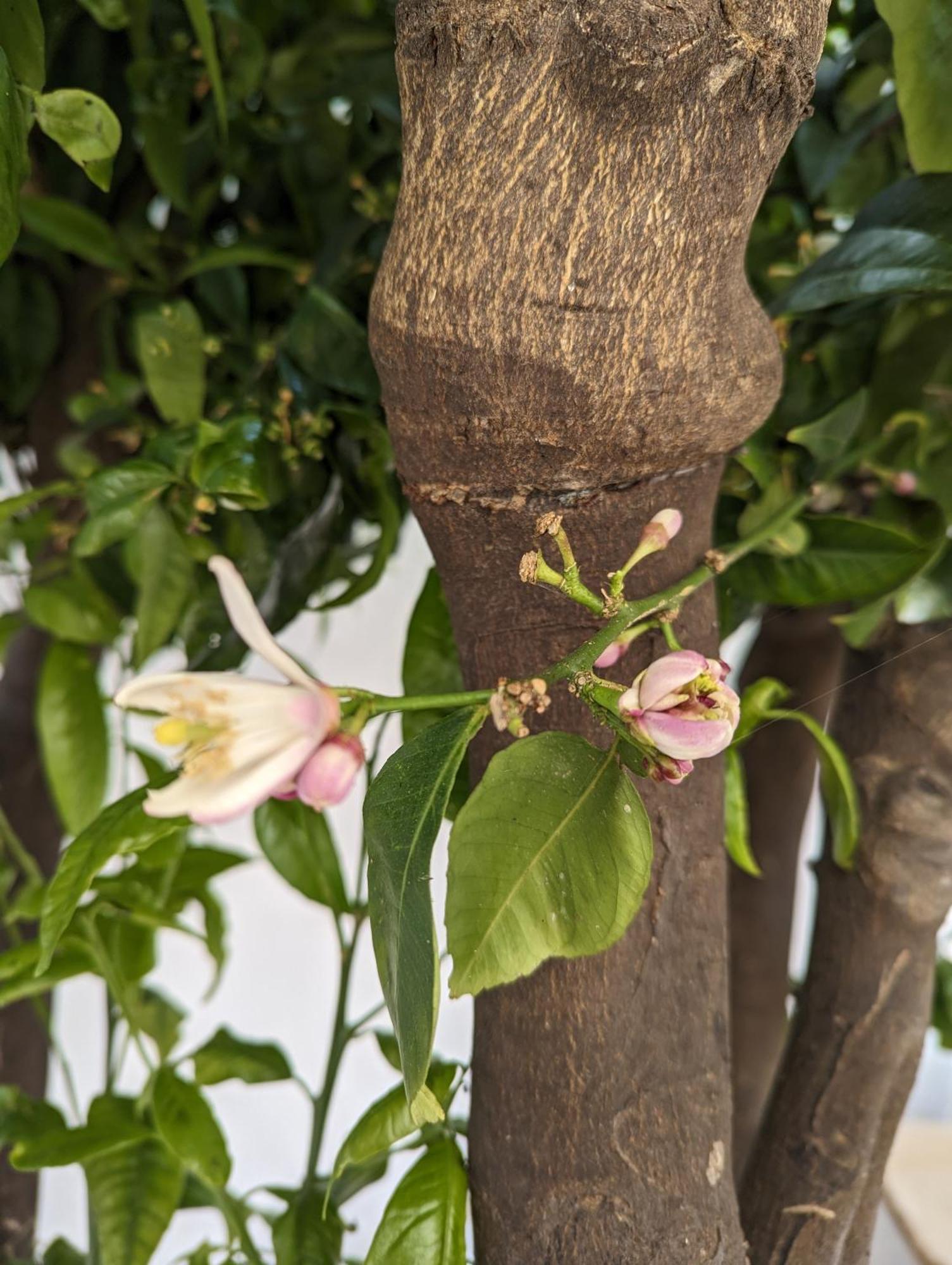 The Botanist Guesthouse Skopelos Town Exterior foto