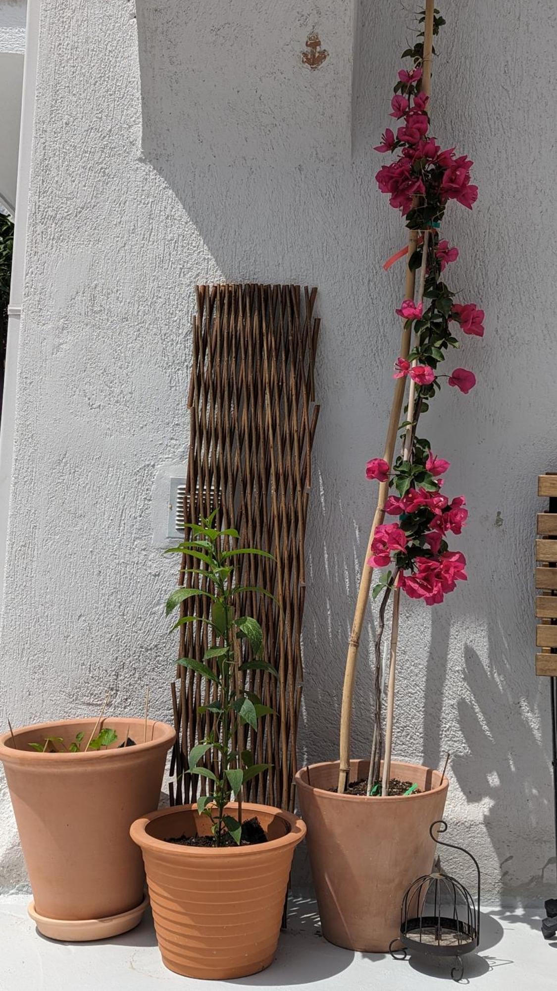 The Botanist Guesthouse Skopelos Town Exterior foto